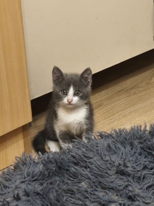 Подарявам малко котенце