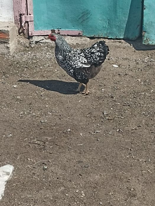 Инкубационный яйца