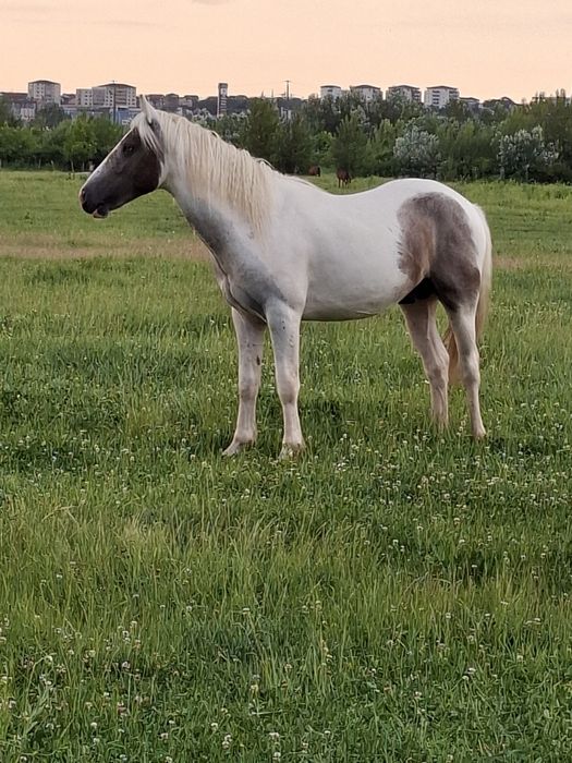 Vând cârlan de 2 ani si jumate forte cuminte