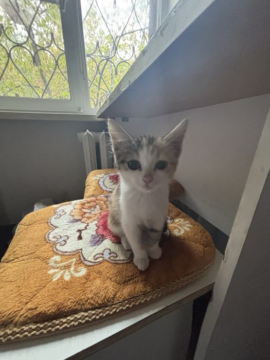 котенок трехцветный