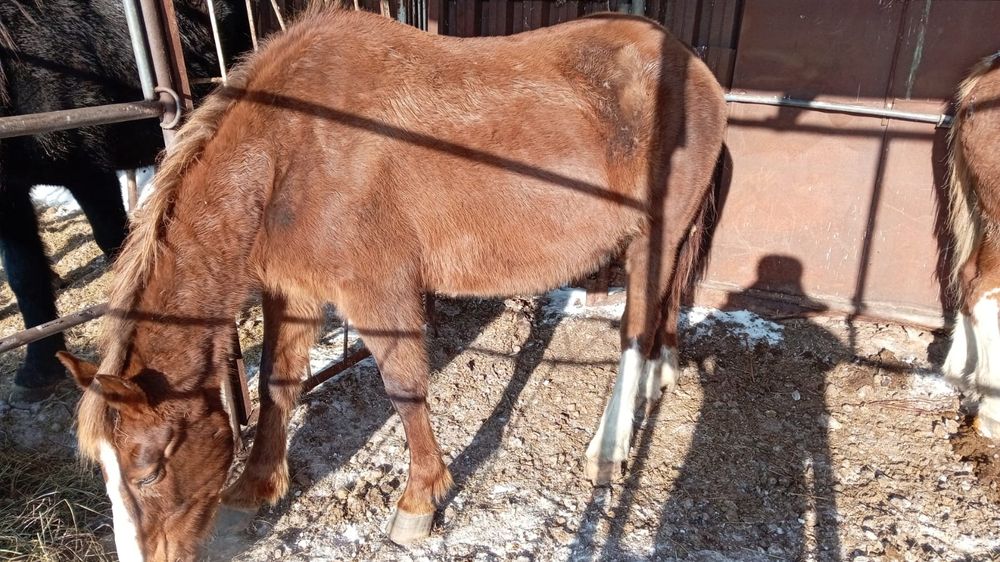 Продам жеребых кобыл