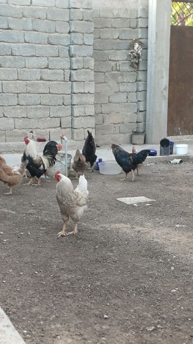 Қораздар сатылады