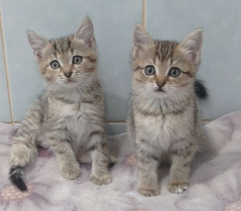 Отдам котят в добрые руки