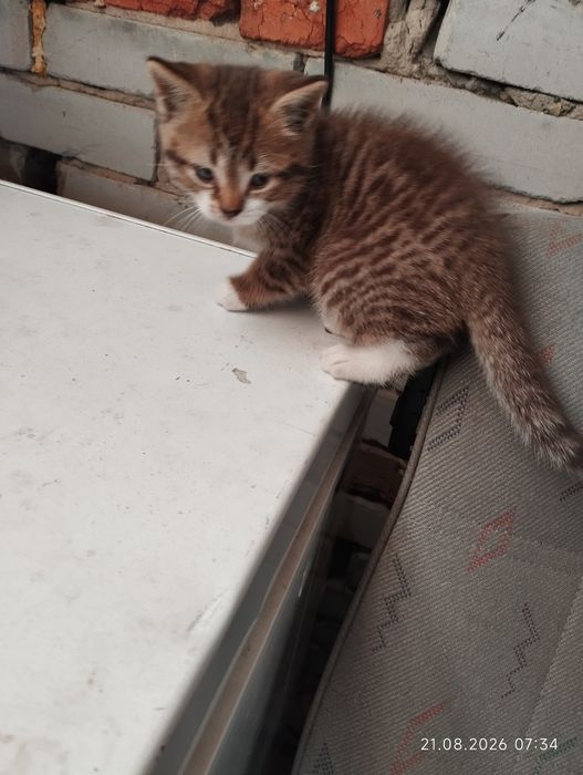 Котята 1,5 месяца