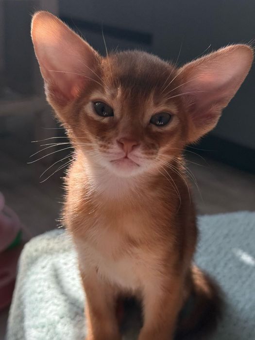 Абиссинские котята