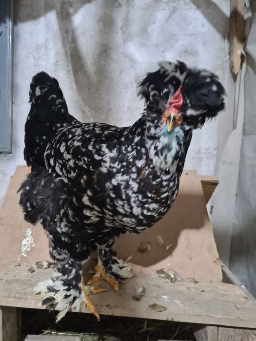 Oua pentru incubatie de Strumski