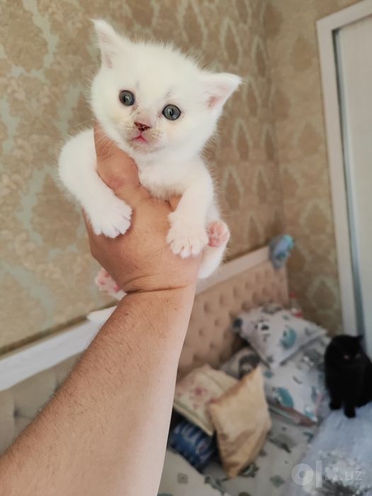 Продаются котята