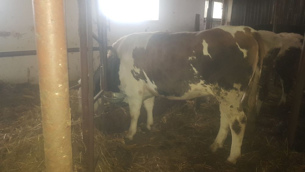 Vand Bălțata Romaneasca