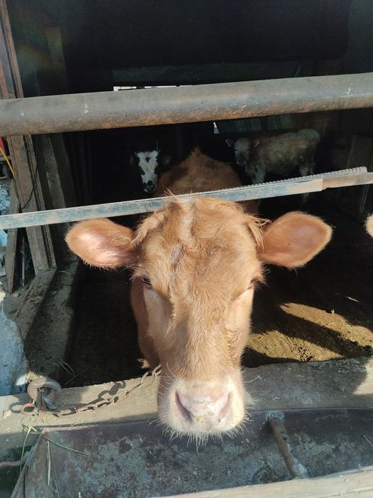 Телочка Ангусная