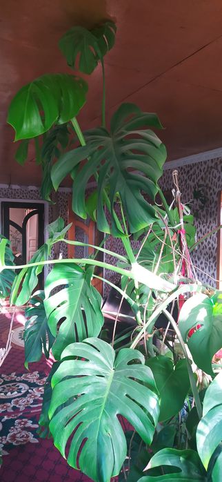 Манстера дамашни