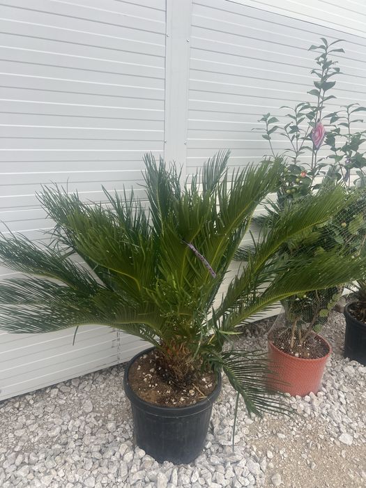 Palmieri eleganta si rafinament livram oriunde in tara