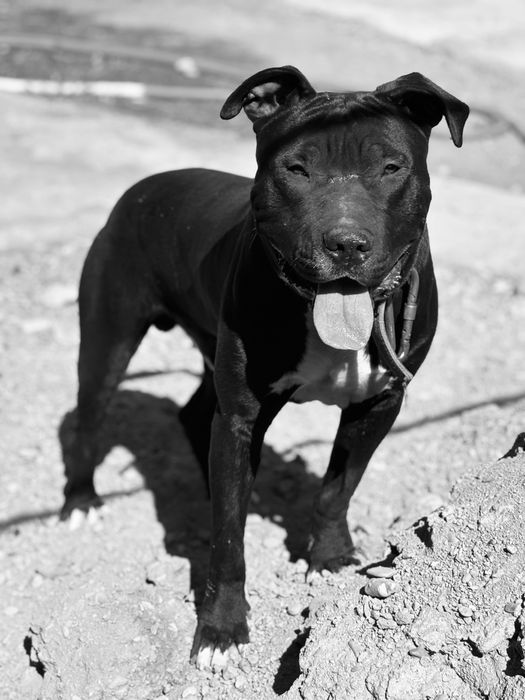 Блейк ищет невестку