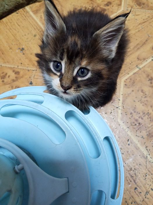 Котята Мейн Кун продаются