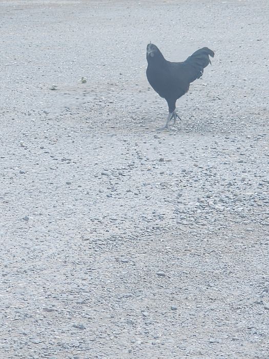 Uhayli toviqlar va hurozlari