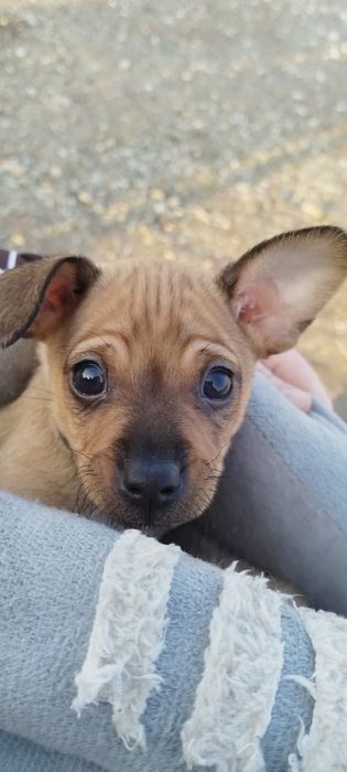 щенки той-терьер.