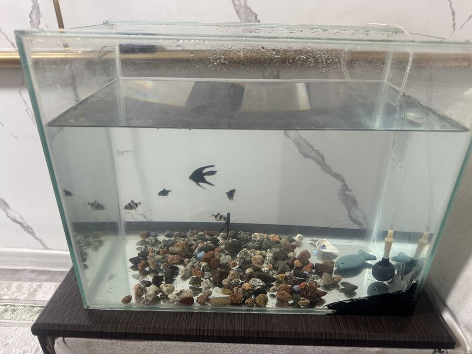 Продам аквариум с 6 рыбками