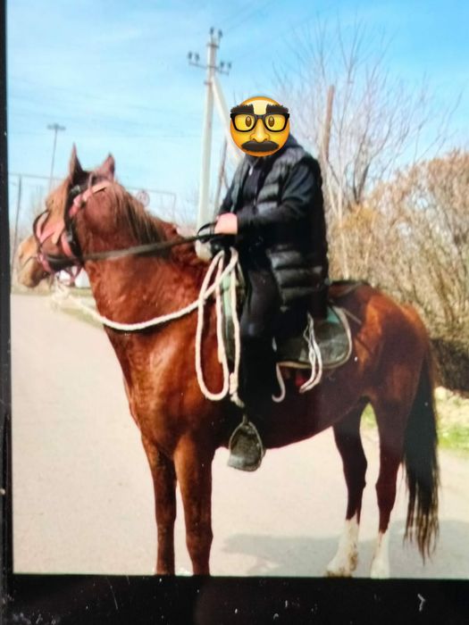 Лощадь, (жорға айғыр)