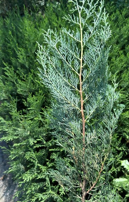 Cupressus leylandii 50 -70 cm Bucuresti Sectorul 6 • OLX.ro