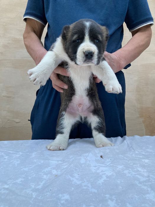 Щенок Алабая ( Туркменский )