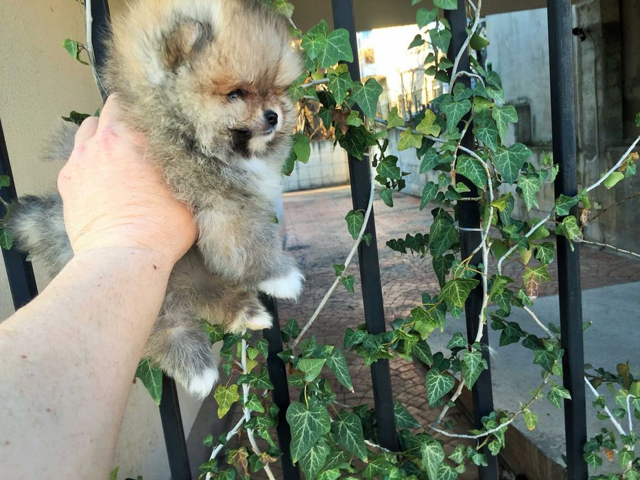 Померан мини Померанчета