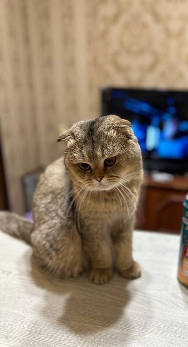 Шотландец на вязку