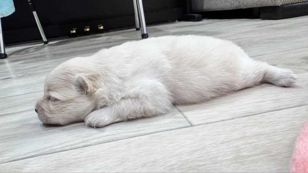 Щенки немецкий шпиц