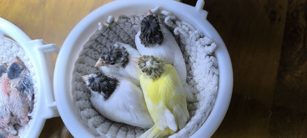 Канарейки овсяночного напева тройниковые.