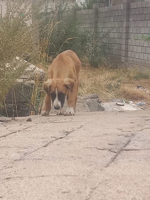 Щенки трёх месяцев ищут дом