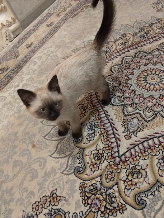 3 oylik Siam mushugi