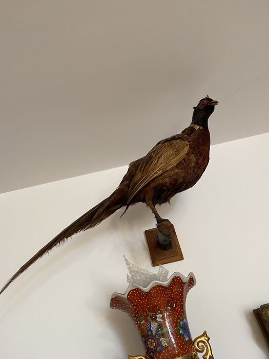 Fazani inpaiati    INPECABILI