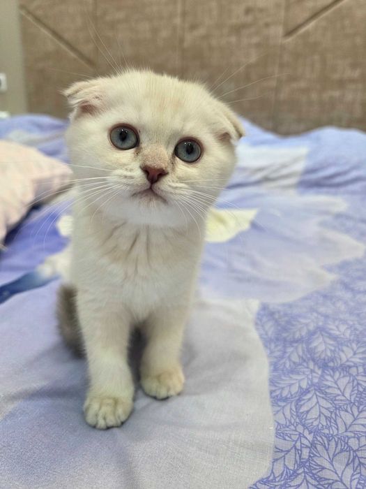 Scottish Fold va Straight mushuklar sotiladi