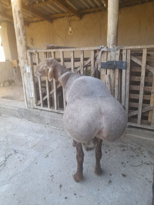 Edilbay qoʻchqorlar sotiladi zot oliwga zur,quloqlari butun qurbonlik