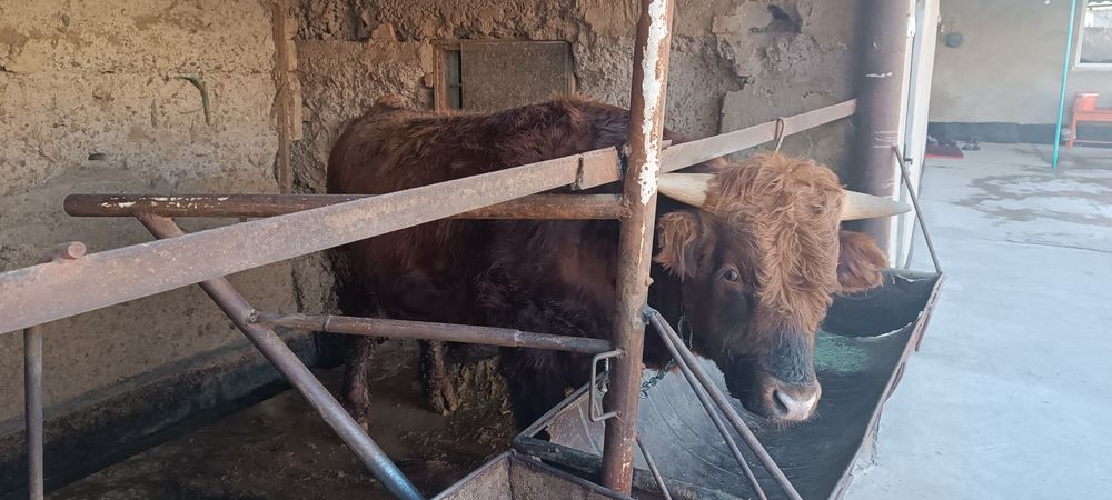 Бұқа сатылады.   .