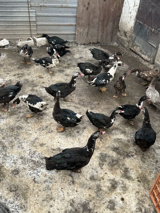 Куры несушки Легорны