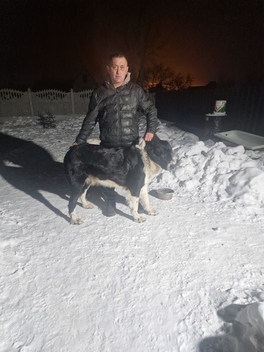 Продам шенков алабай