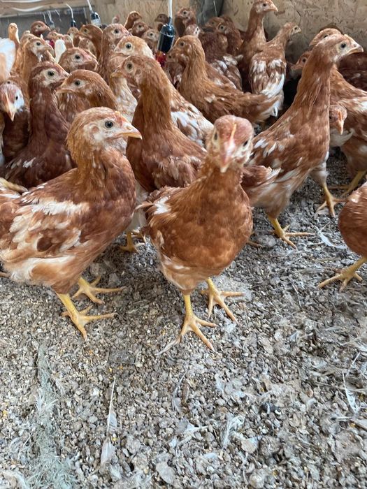 Продам курочек несушек