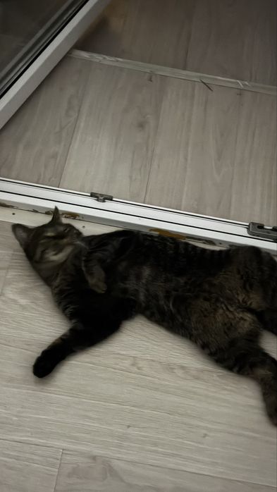 отдаю кота в хорошие руки