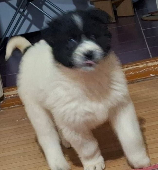 Продам щенка девочка  2 месяца