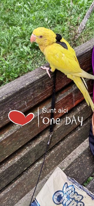 Papagal Micul Alexandru