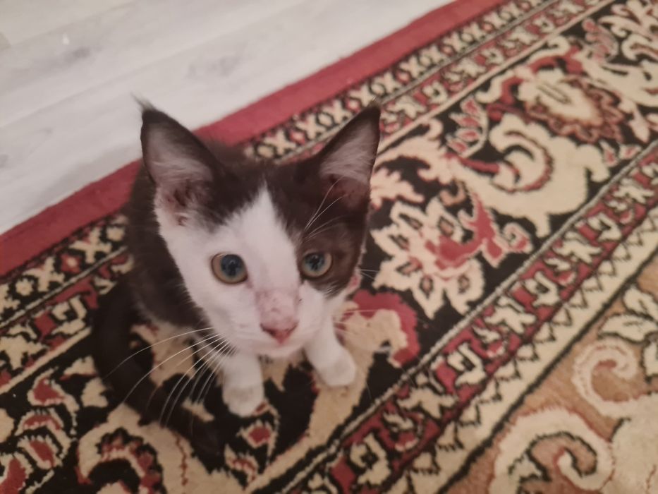Котята бесплатно