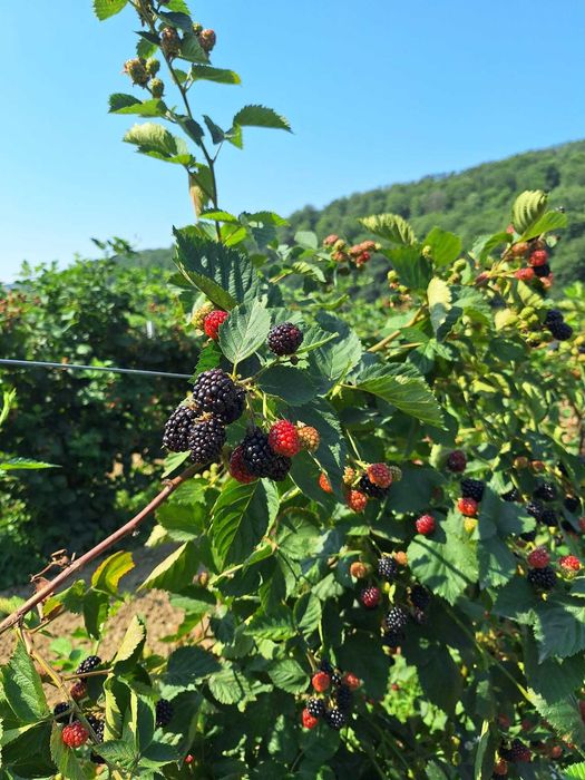 Plantația de Mure Bio Gârbou
