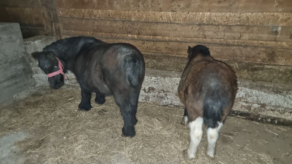 Vand sau schimb 2 poneițe negre