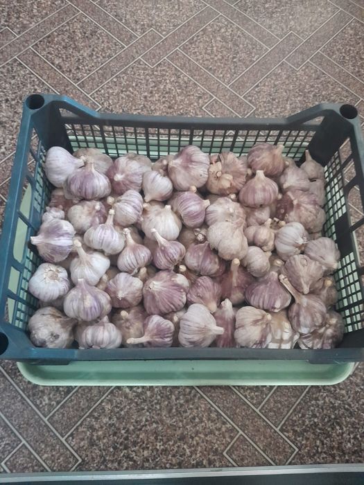 Продам картошку и чеснок