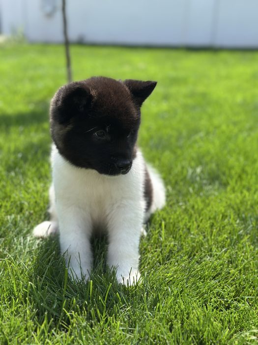 Akita American puppy