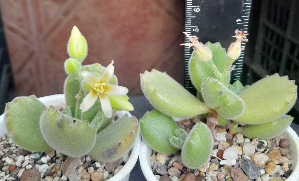 Котиледон Меча лапа лапичка (Cotyledon tomentosa bear s paw), сукулентно растение