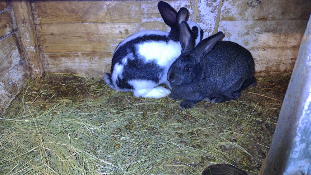 Продавам зайци за разплод и клане