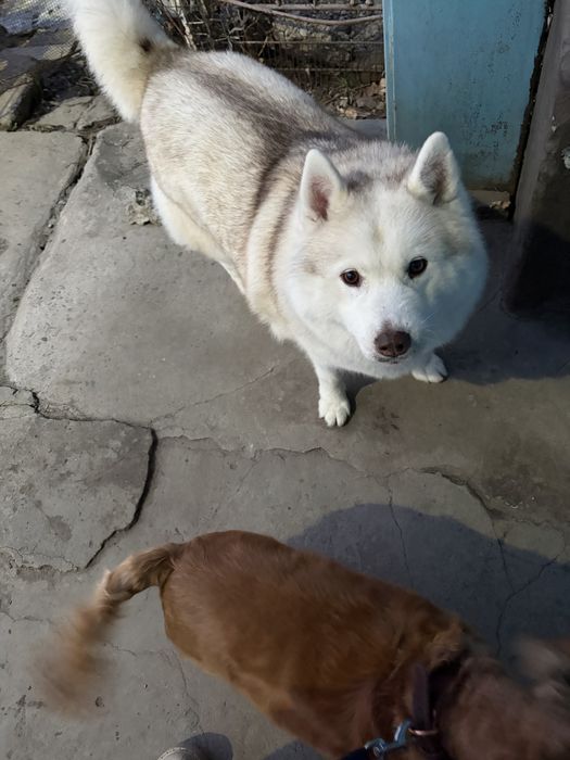 Потерялась собака хаски