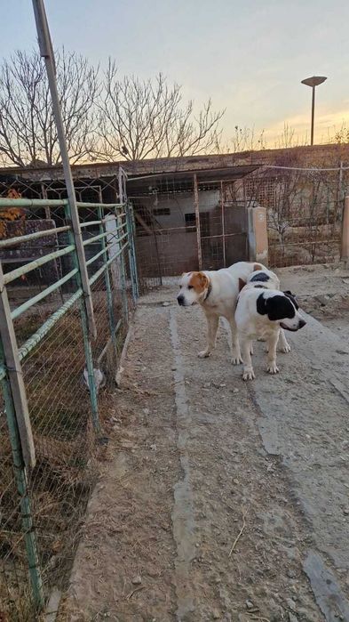 Продам  Щенков Алабая, бронирование