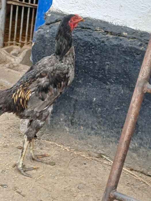 Дакан пепельный цвет