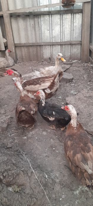Индоутки самки самец